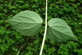 pajazmín vencový (Philadelphus coronarius) - spodná strana