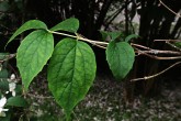 pajazmín vencový (Philadelphus coronarius) - vetvička s listami