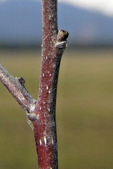 krušina jelšová (Frangula alnus) - kôra