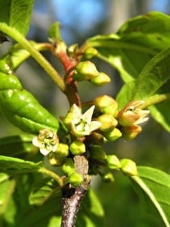 krušina jelšová (Frangula alnus)