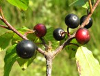 krušina jelšová (Frangula alnus)