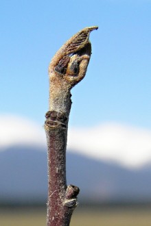 krušina jelšová (Frangula alnus)