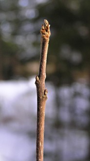 krušina jelšová (Frangula alnus)