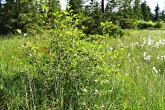 krušina jelšová (Frangula alnus) na rašelinisku