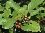 krušina jelšová (Frangula alnus) - súčasne s kvitnutím postupne dozrievajú aj plody