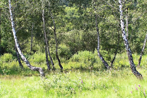 krušina jelšová (Frangula alnus) - prostredie výskytu na Rojkovskom rašelinisku