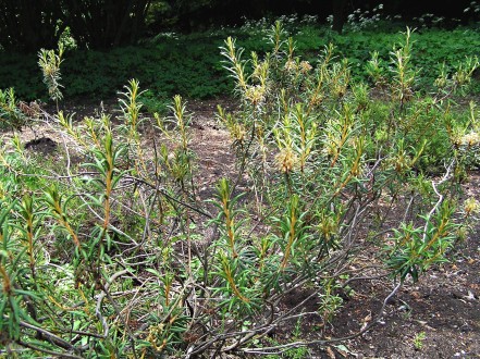 rojovník močiarny (Ledum palustre) - Arborétum Borová hora