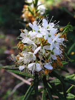 rojovník močiarny (Ledum palustre)