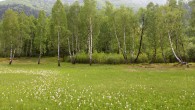 rojovník močiarny (Ledum palustre) - Rojkovské rašelinisko - prostredie výskytu rojovníka močiarneho