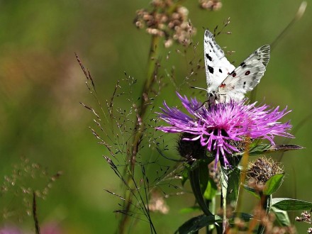 parnassius apollo