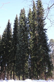 smrek omorikový (Picea omorica (Pančić) Purk.) - Hrádocké arborétum