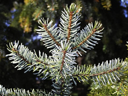 smrek omorikový (Picea omorica (Pančić) Purk.) - vetvička s ihlicami
