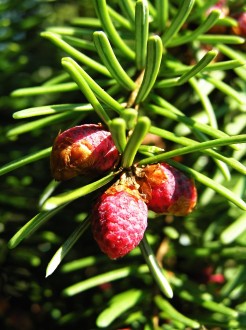smrek omorikový (Picea omorica (Pančić) Purk.)  - samčie (♂) šištice