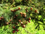 smrek omorikový (Picea omorica (Pančić) Purk.)  - samčie (♂) šištice