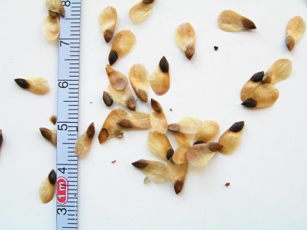 smrek omorikový (Picea omorica (Pančić) Purk.) - semeno