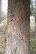 smrek omorikový (Picea omorica (Pančić) Purk.) - kôra