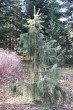 smrek kalifornský (Picea breweriana) - Arborétum Liptovský Hrádok