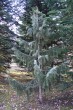 smrek kalifornský (Picea breweriana) - Arborétum Liptovský Hrádok