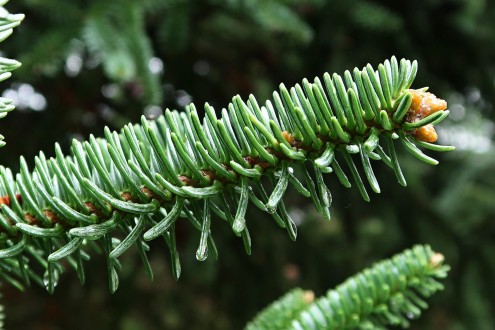 jedľa španielska (Abies pinsapo)