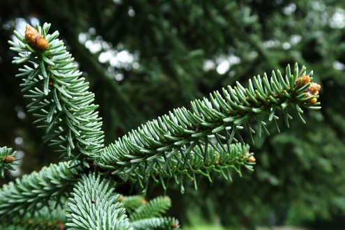 jedľa španielska (Abies pinsapo)