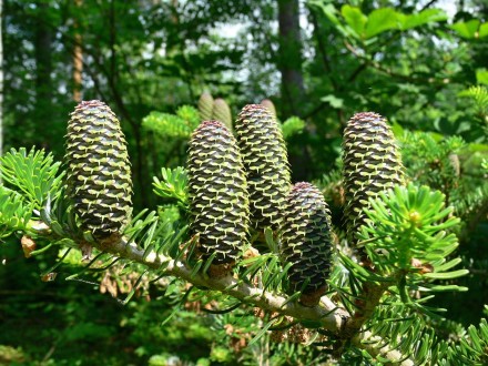 jedľa kórejská (Abies koreana) - dekoratívna plodmi