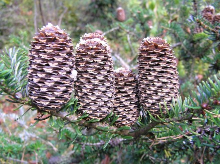 jedľa kórejská (Abies koreana) - zrelé šišky