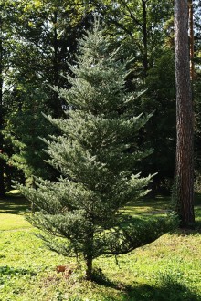 jedľa kórejská (Abies koreana) - Hrádocké arborétum (2020)