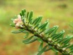 jedľa kórejská (Abies koreana)