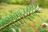 jedľa kórejská (Abies koreana)