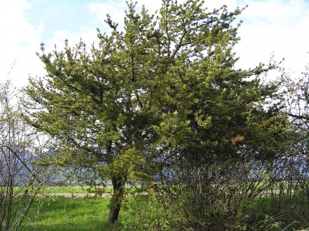 borovica Banksova (Pinus banksiana)