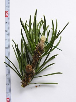 borovica Banksova (Pinus banksiana) - silno živičnatý terminálny púčik