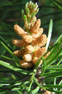 borovica Banksova (Pinus banksiana) - ♂ šištice 