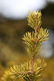 borovica Banksova (Pinus banksiana)