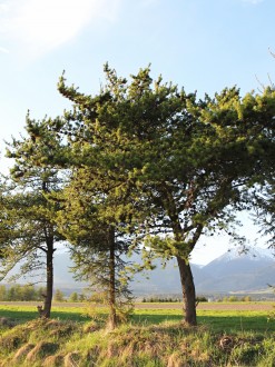 borovica Banksova (Pinus banksiana) - ozeleňovanie chudobných plôch
