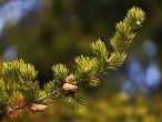 borovica Banksova (Pinus banksiana) - šišky vydržia na konároch aj niekoľko rokov