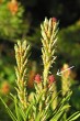 borovica Banksova (Pinus banksiana) - ♀ šištice (aj po bokoch tohoročného výhonku)