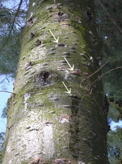 jedľa obrovská (Abies grandis) - živicové mechúriky na kmeni