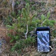 smrek obyčajný (Picea abies) - Hlinská dolina, Vysoké Tatry (1 819 m n. m.)