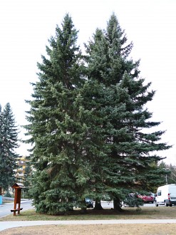 smrek pichľavý - mestský park v Liptovskom Hrádku