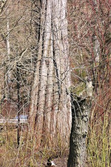 tisovec dvojradový - zhrubnutý prízemok kmeňa s výraznými koreňovými nábehmi (svalcovitosť)