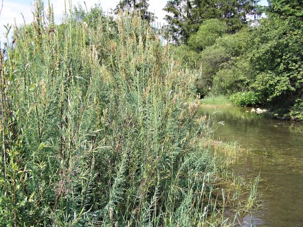 myrikovka nemecká (Myricaria germanica)