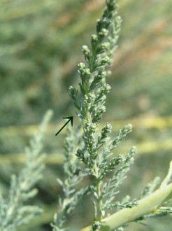 myrikovka nemecká (Myricaria germanica) - listy na mladých výhonkoch