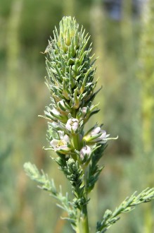 myrikovka nemecká (Myricaria germanica) - kvety