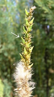 myrikovka nemecká (Myricaria germanica) - tobolky