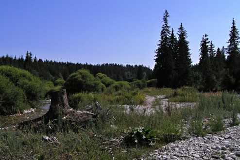 myrikovka nemecká (Myricaria germanica) - na piesočnatých a štrkových naplaveninách riek (Belá)