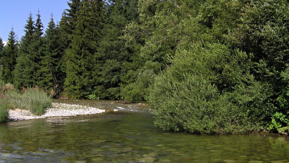 myrikovka nemecká (Myricaria germanica) - na štrkových naplaveninách rieky Belá