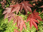 javor dlaňolistý - vetvička s listami (f. Atropurpureum)