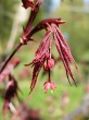 javor dlaňolistý (f. Atropurpureum)