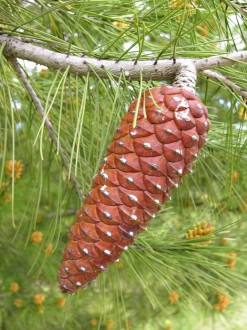 borovica halepská (Pinus halepensis) - dozretá šiška 