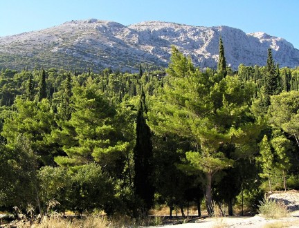 borovica halepská (Pinus halepensis) - porast borovice halepskej spolu s cyprusom vždyzeleným (Cupressus sempervirens) - Kučište, polostrov Pelješac, Chorvátsko (8/2007)